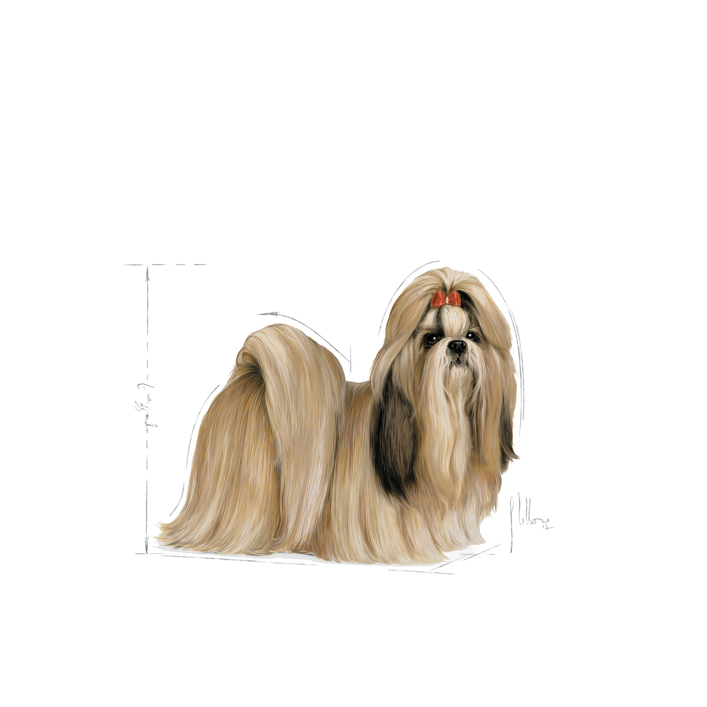 Royal Canin Shih Tzu Adult Torrfoder för hund