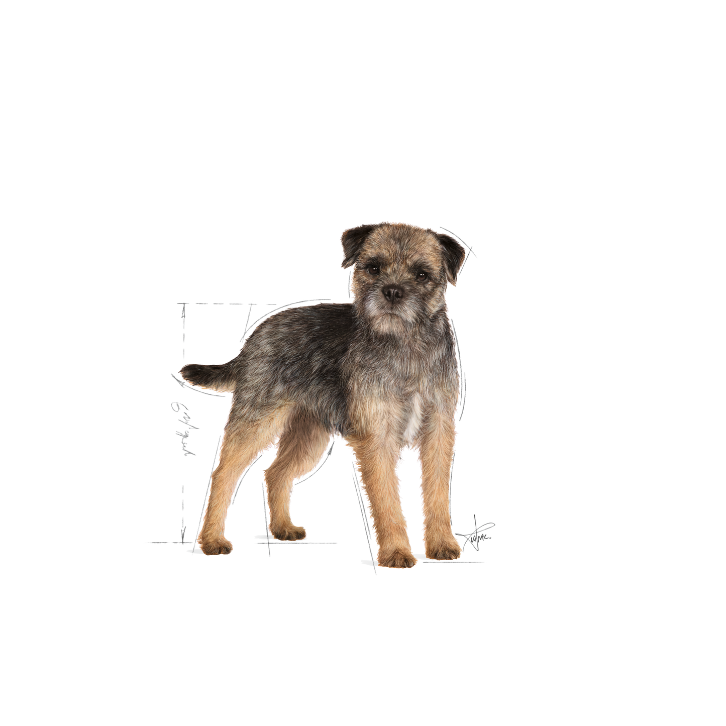 Royal Canin Sterilised Adult Våtfoder för hund