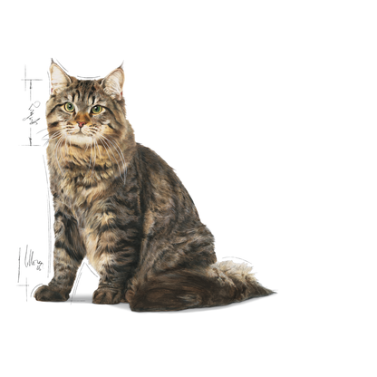 Royal Canin Urinary Care Adult Torrfoder för katt