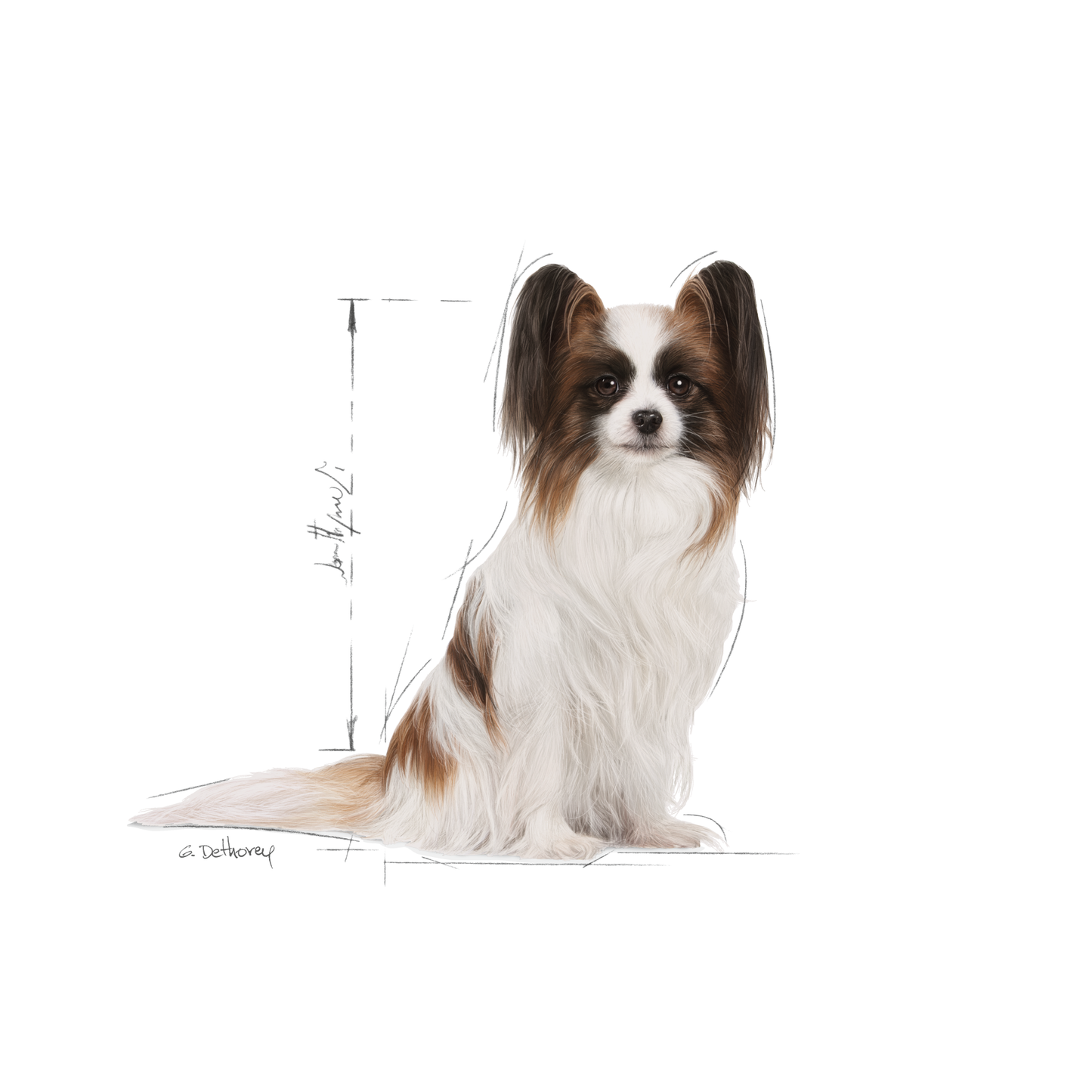 Royal Canin X-SMALL 8+ Adult Torrfoder för hund