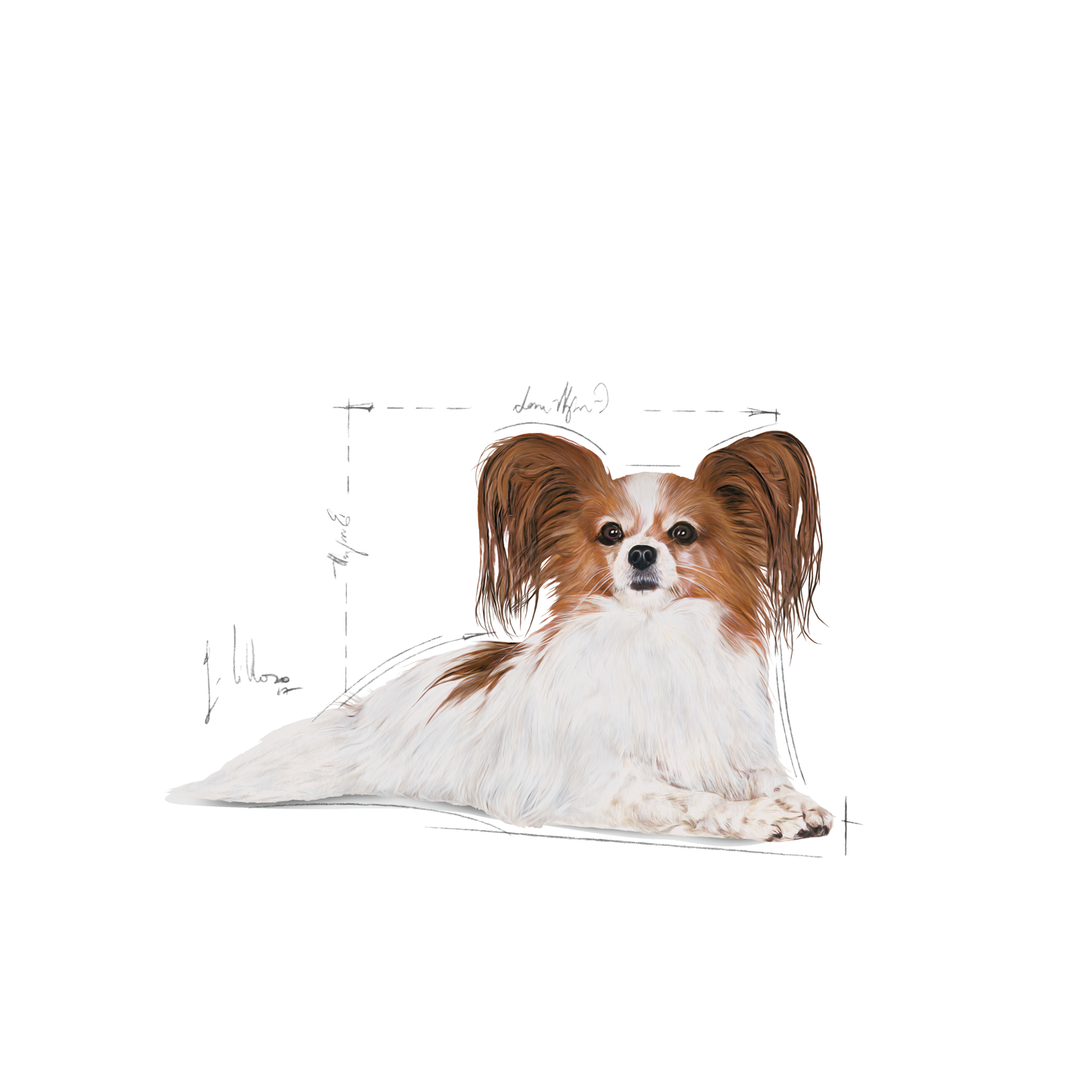 Royal Canin X-SMALL Ageing 12+ Ageing Torrfoder för hund