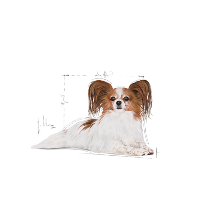 Royal Canin X-SMALL Ageing 12+ Ageing Torrfoder för hund