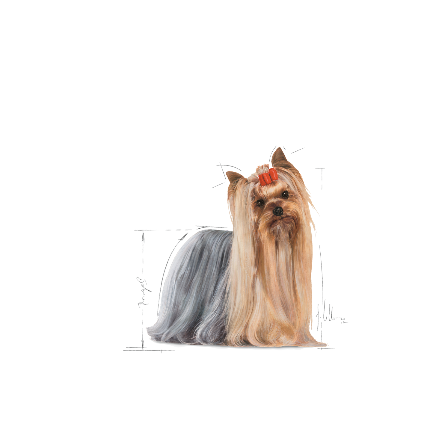 Royal Canin Yorkshire Terrier Adult Våtfoder för hund